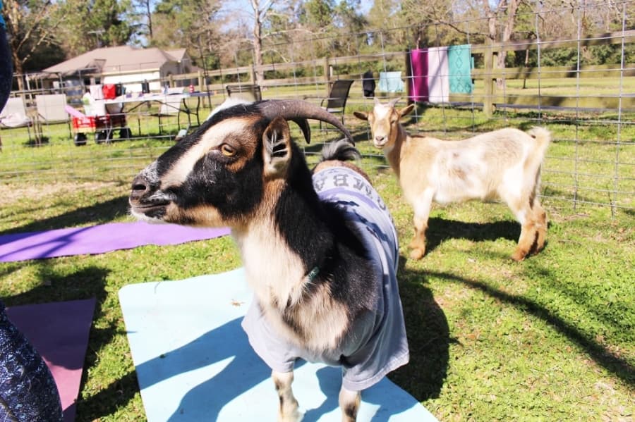 Jarvis is a goat Dermaux rescued. As he is too big to take part in yoga sessions, he helps market the business.