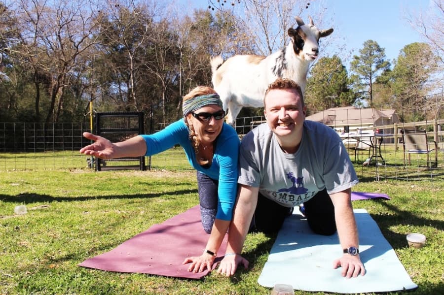 Tomball Goat Yago: Business partners offer yoga, wine tastings with goats