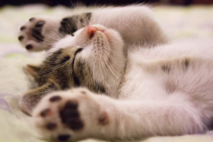 Virtual to-do list: A cat film compilation, live music popups, Earth Day and more social distancing-approved events around Bellaire, Meyerland and West University