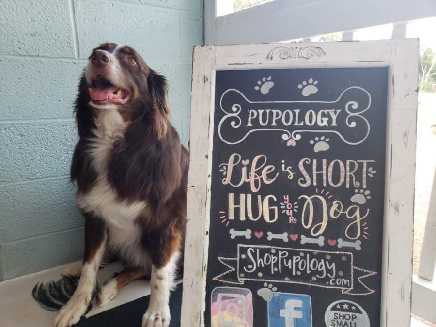 Georgetown business Pupology finds meaning in keeping local pets happy and healthy
