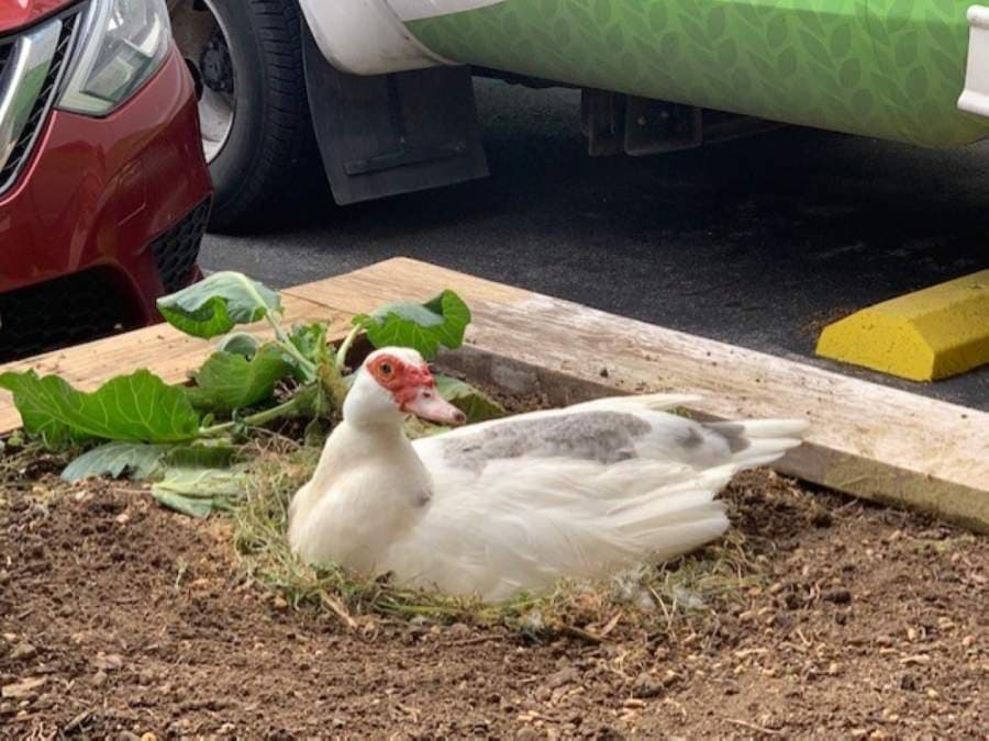 VIDEO: Meet Round Rock's mAGEy the duck and her 14 ducklings