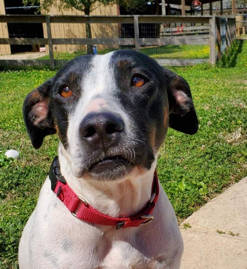Animal shelters face the consequences of fewer volunteers in the midst of COVID-19