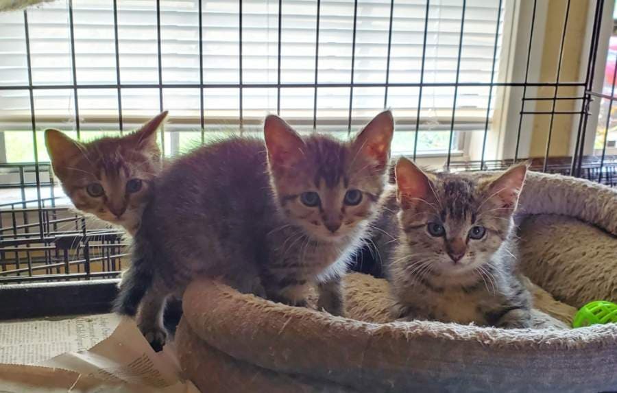 Daisy, Daria and Dublin are residents at Starlight Outreach and Rescue. (Courtesy Amy Castro)