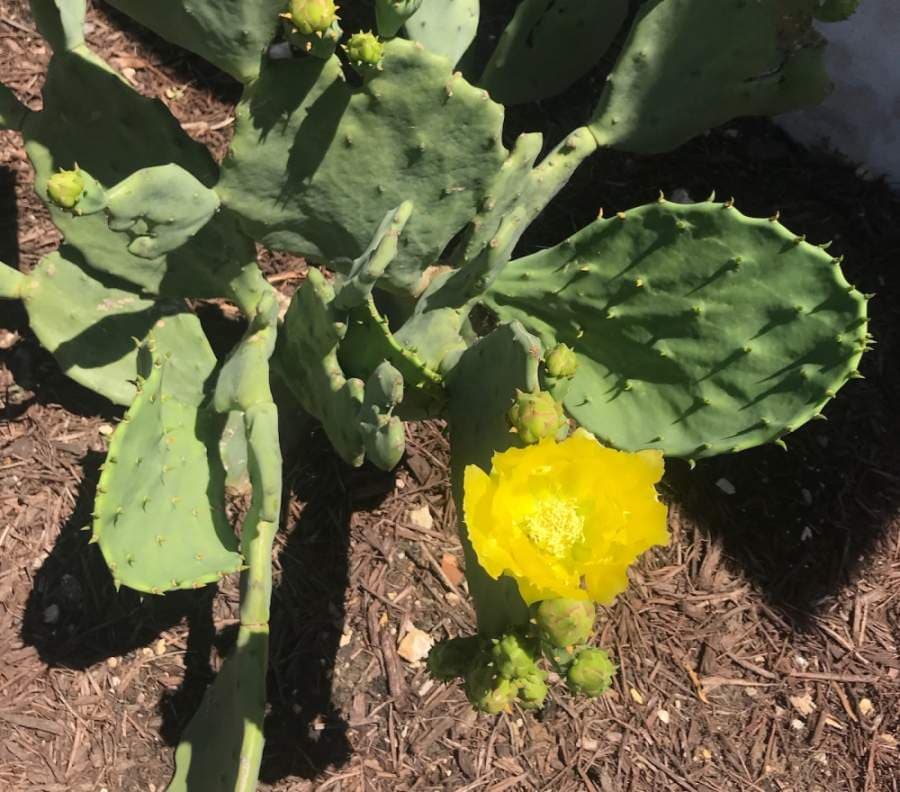 Prickly pear is a cactus that has large, yellow flowers atop a pear fruit that begin to bloom in May and can gloom through the summer. (Nicholas Cicale/Community Impact Newspaper)