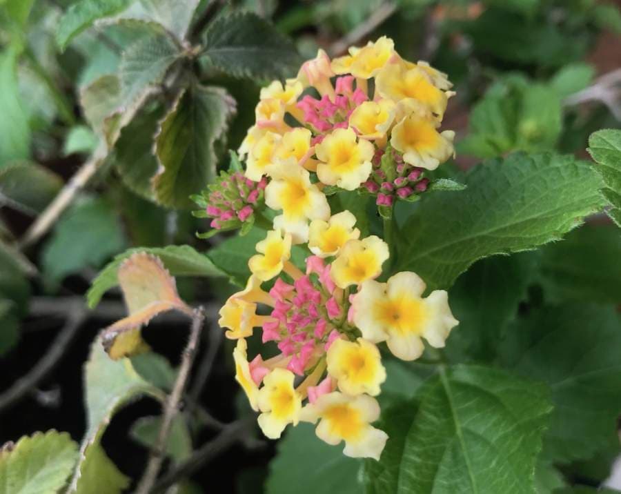 The Texas lantana is a shrub-like flower with clusters of multicolored buds that bloom from late April to October. (Nicholas Cicale/Community Impact Newspaper)