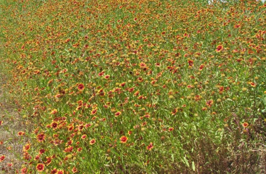 The firewheel is a round flower with yellow-tipped red petals that bloom from April to June. (Nicholas Cicale/Community Impact Newspaper)