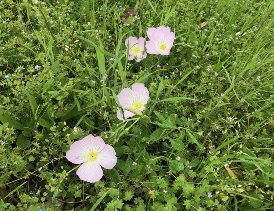 Here are Central Texas flowers, activities to enjoy during National Wildflower Week on May 4-10