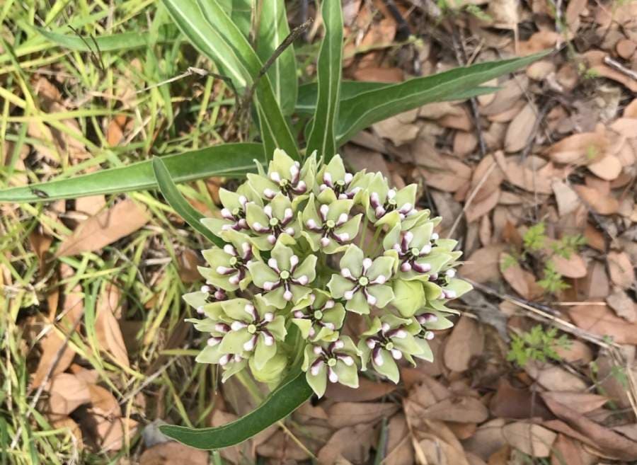 Antelope horns milkweed is a cluster of small green, white and purple flowers atop a stem that blooms from March to October. (Nicholas Cicale/Community Impact Newspaper)