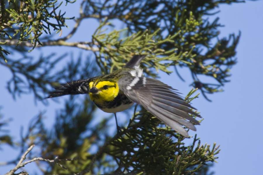 Wildlife thriving at the coronavirus-closed Wild Basin Wilderness Preserve