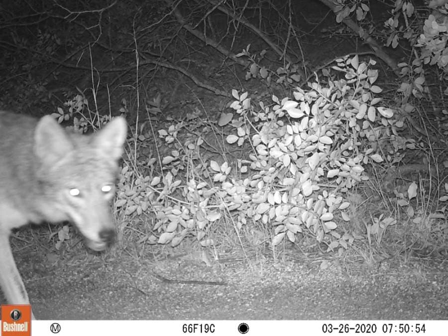 One of the preserve's game cameras caught an image of a coyote using a trail near the visitor's center. (Courtesy Barbara Dugelby)