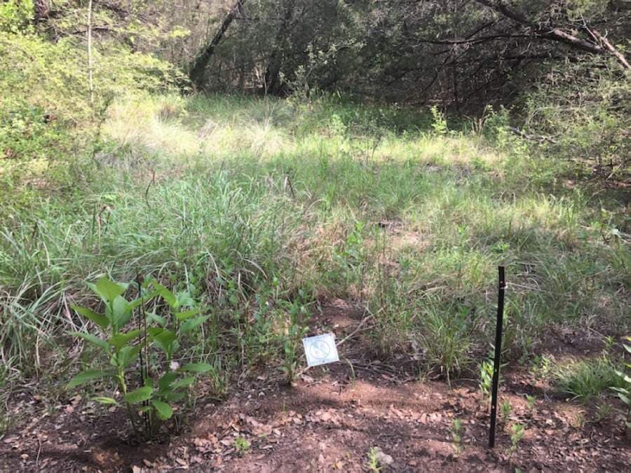The same social trail has seen an increase in vegetation since the trails have closed. (Courtesy Barbara Dugelby)
