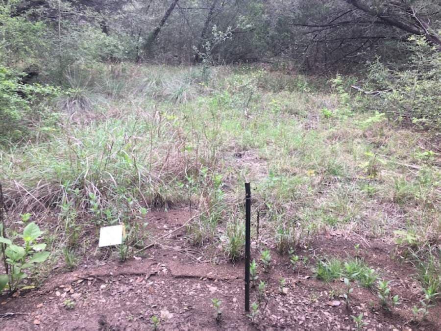 Though doing so is not permitted, hikers have created social trails within the preserve, causing a decrease in vegetation. (Courtesy Barbara Dugelby)