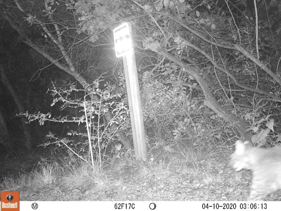 Bobcats have been seen near the visitor's center. (Courtesy Barbara Dugelby)