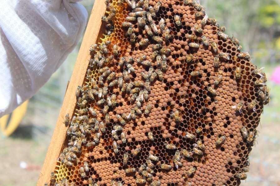 Grapevine City Council affirms commitment to conservation with new Bee City USA designation