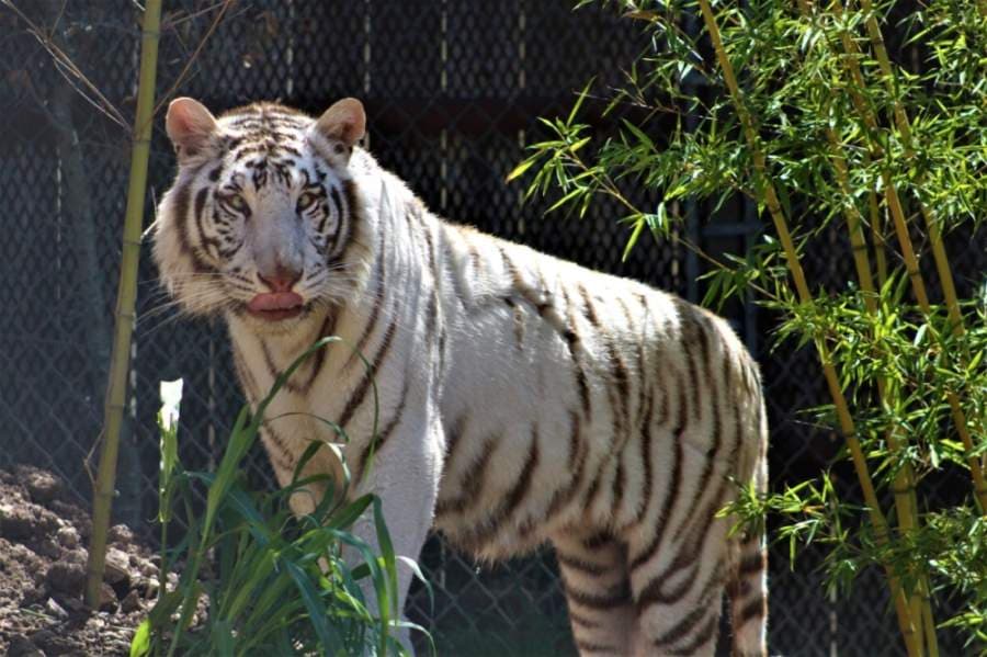 Update: Tiger debut delayed as Austin Zoo pushes back reopening to May 29