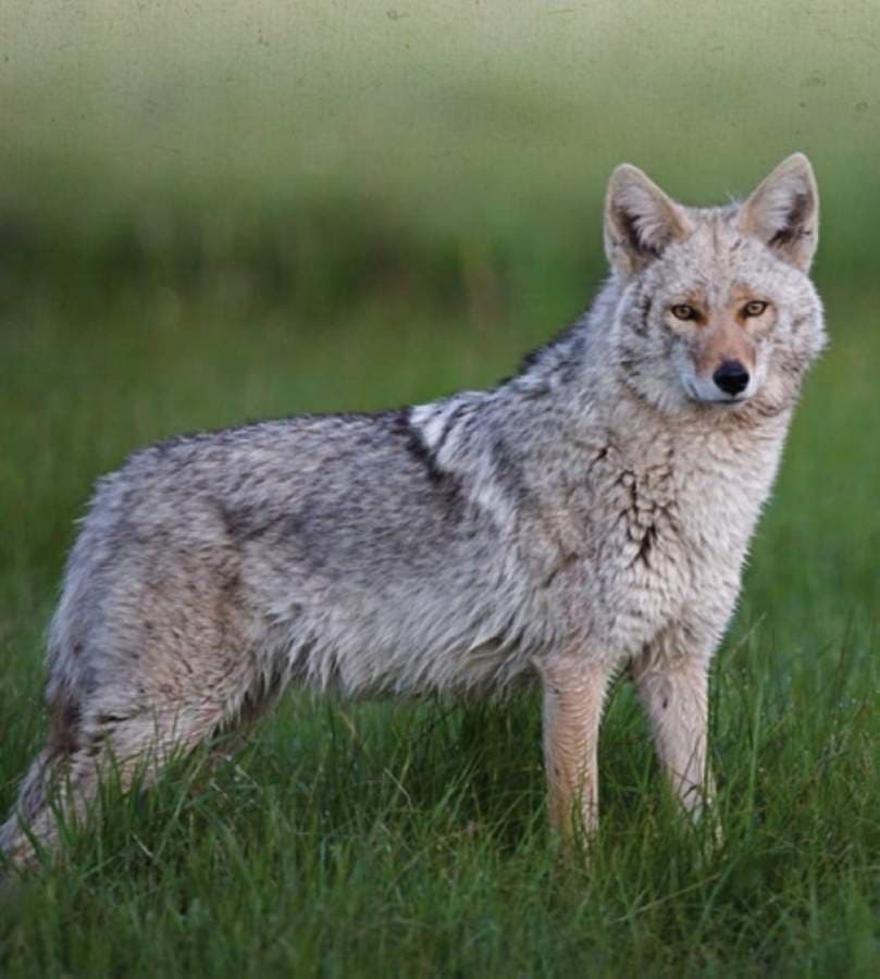West Lake Hills to provide wildlife education following reports of increased coyote sightings