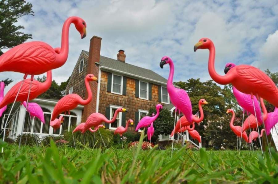 Local Katy-area organizations partner to host Flock-A-Friend social distancing fundraiser