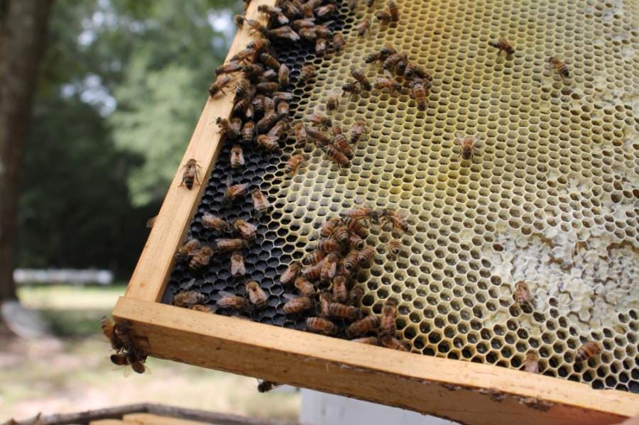 Business is buzzing as local honey providers see customers buy in bulk