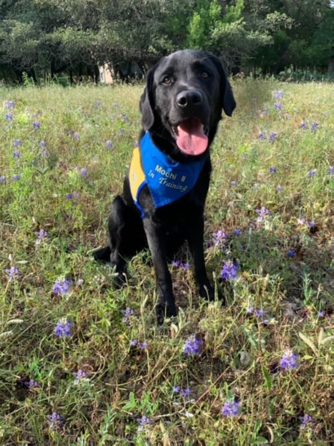 Mochi is a Labrador-golden retriever mix. (Courtesy Ellen Federico)