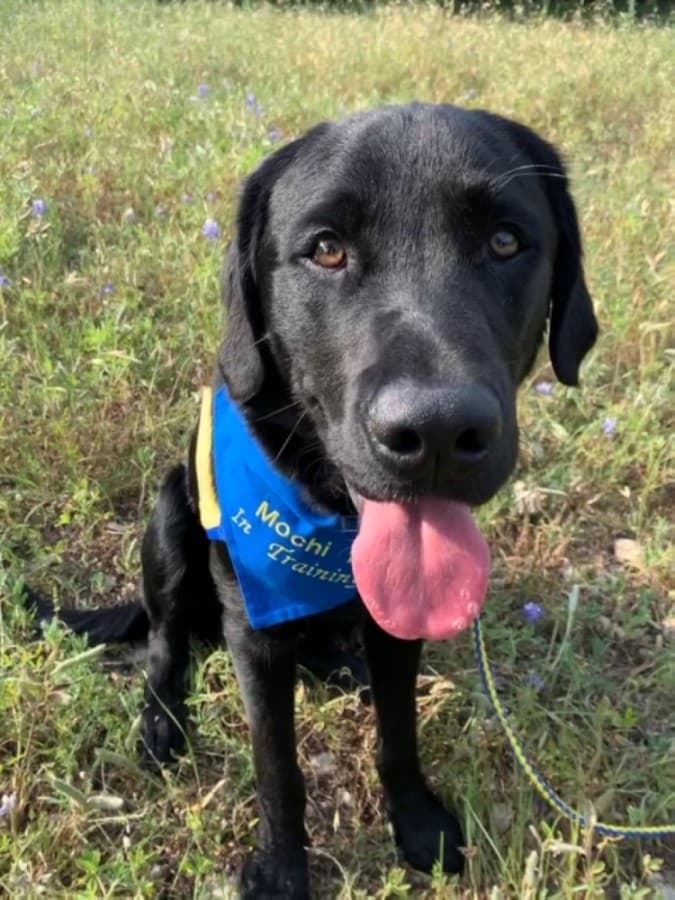 Mochi is a Labrador-golden retriever mix. (Courtesy Ellen Federico)