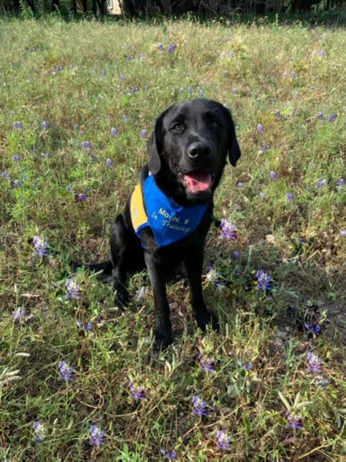 Mochi is a Labrador-golden retriever mix. (Courtesy Ellen Federico)
