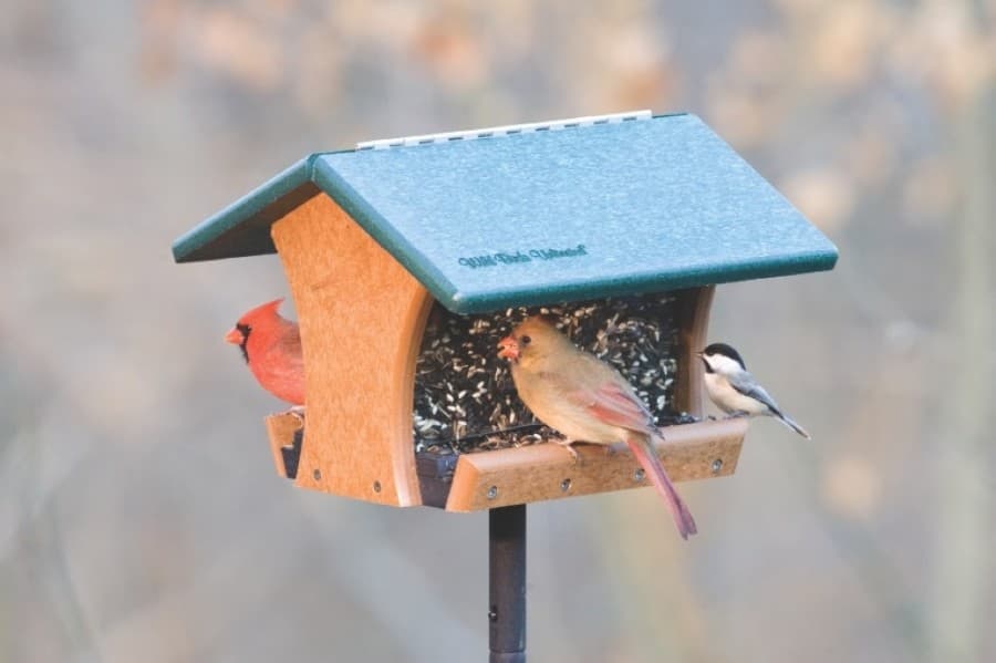 Nature shop Wild Birds Unlimited opening this summer in Frisco
