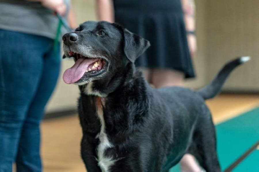 Lake Pflugerville beach, Pflugerville Animal Shelter among city facilities scheduled to reopen June 16