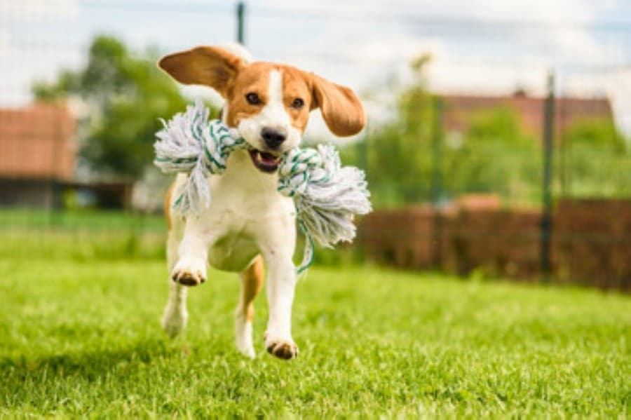 Georgetown's Ponderosa Pet Resort celebrates 10th anniversary