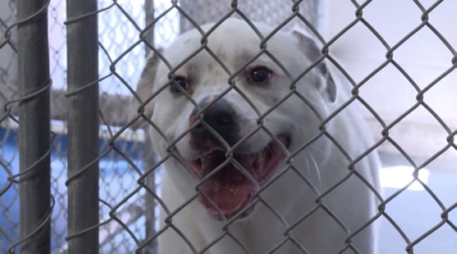 Pet surrenders at the Richardson shelter drop by 42% year-over-year