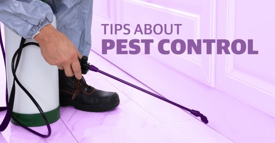 GUIDE: Local business EnviroCon Termite & Pest shares 5 tips about pest control