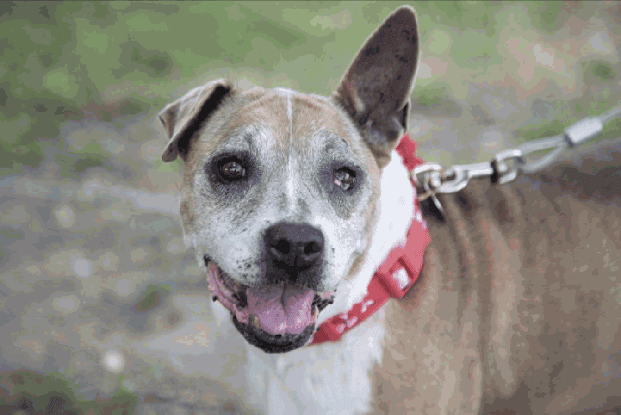 New nonprofit provides permanent homes for senior dogs