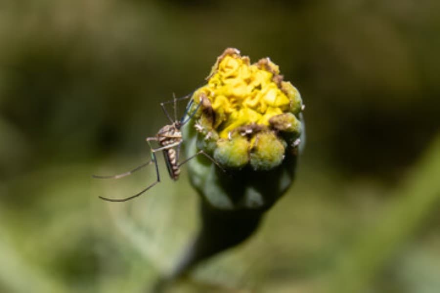 Mosquitoes test positive for West Nile Virus near southwest Williamson County Regional Park