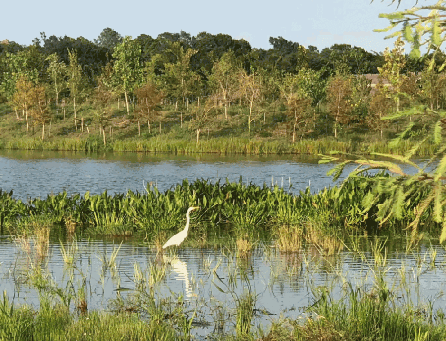Exploration Green hosting online meeting for virtual volunteer opportunities