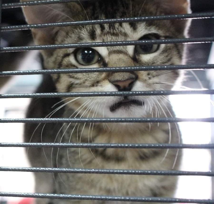 The Kitten House Rescue to reopen under new name, ownership