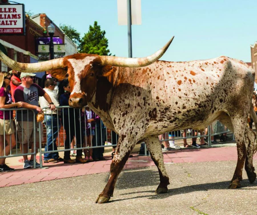 Western Days to broadcast live following in-person event cancellation