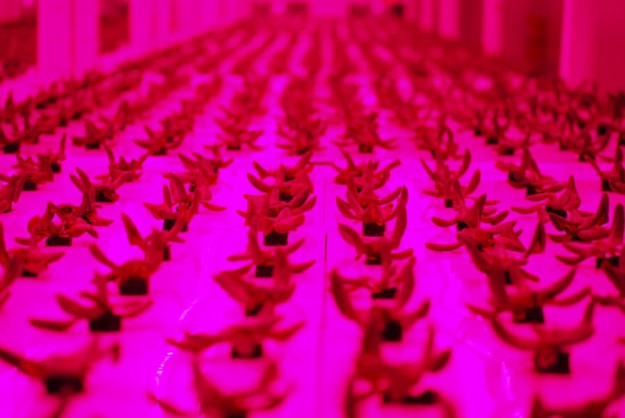 Vertical farming company Kalera to open Humble facility in 2021
