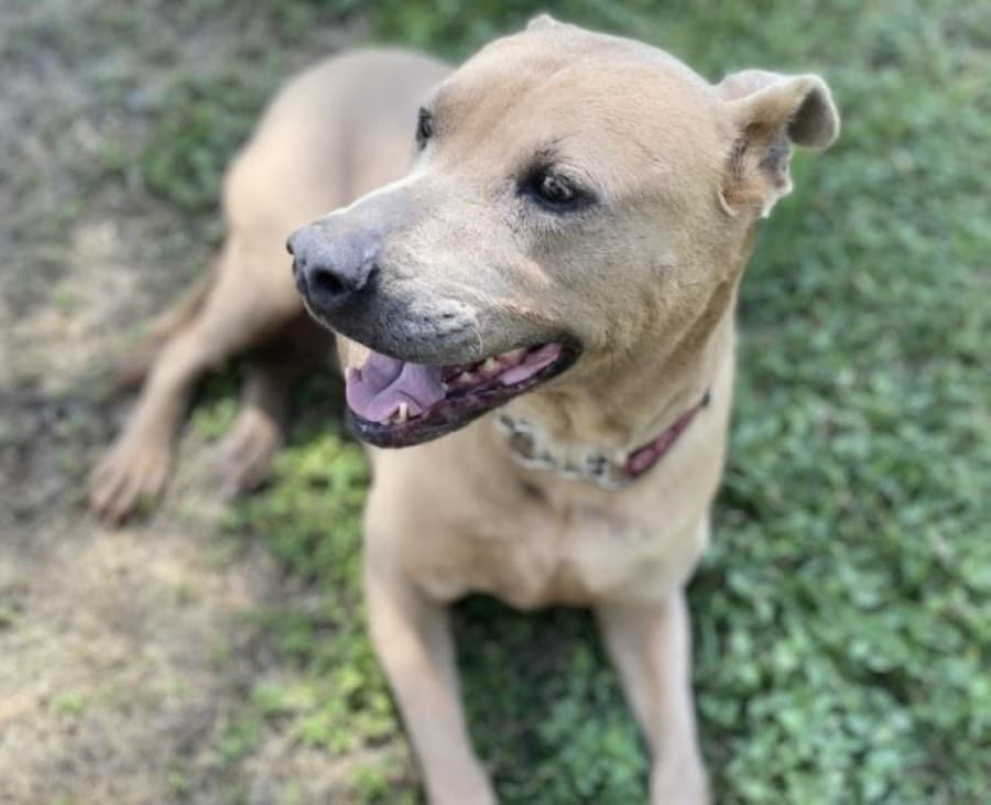Georgetown Animal Shelter to improve dog kennels, seeks community help