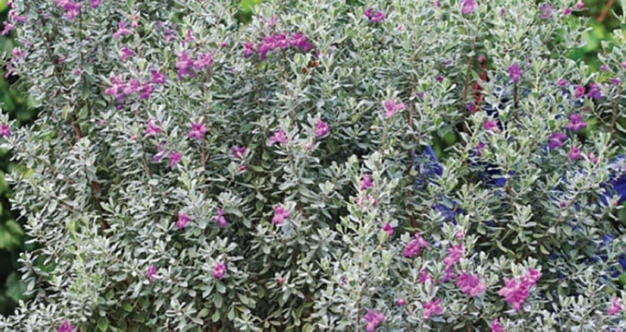 Texas sage: "An evergreen staple in Texas landscapes. Full sun, grows to 5 feet tall and wide. Flowers in spring and summer. Just plant it and forget about it." (Courtesy Paul Busby)