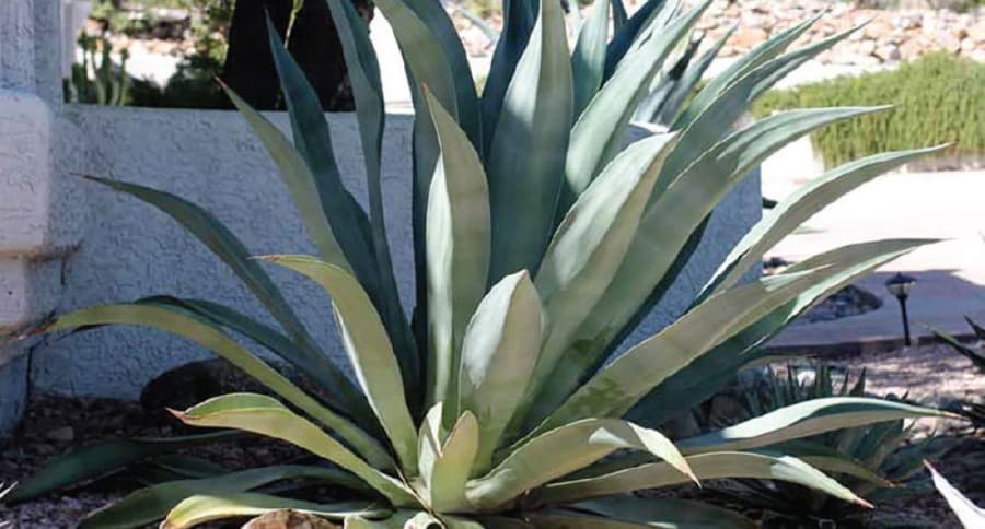 Weber agave: "Beautiful and more graceful agave than others, in my opinion. Hard to kill. Rutting deer may damage it with their antlers, but they won’t eat it. Exceptionally low water requirement." (Courtesy Paul Busby)
