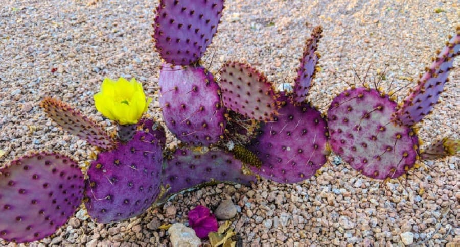 In Cedar Park and Leander, these plants are drought—and dog—resistant