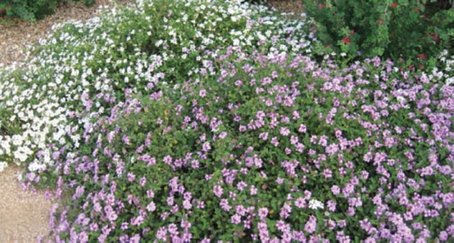Lantana: "Trailing varieties are semi-evergreen. White and purple varieties have similar growth habits. Water frequently in the pot until planted in the ground. When established, they require little water." (Courtesy Paul Busby)