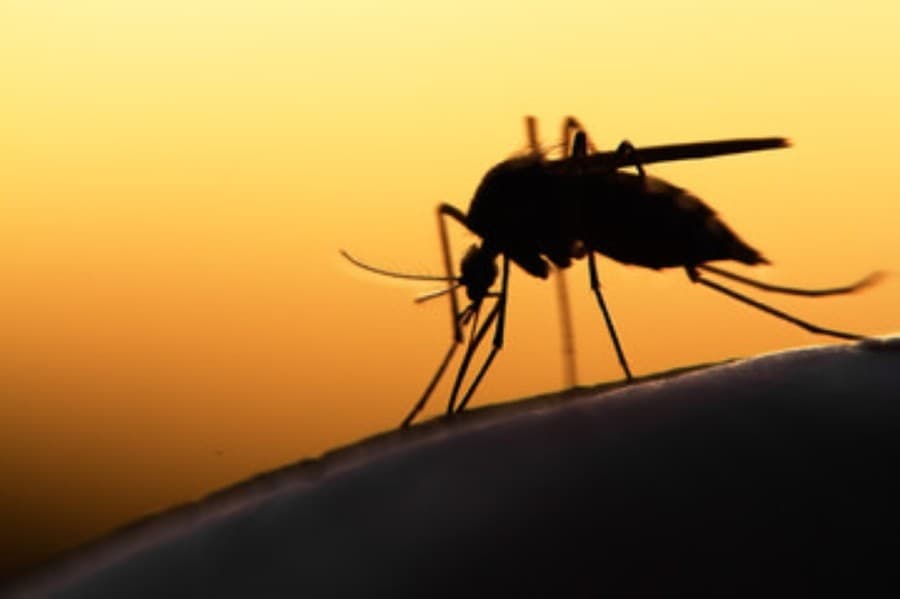 Williamson County mosquito traps test positive for West Nile virus three weeks in a row