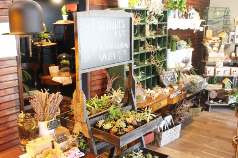 Terrarium has seen business increase amid the pandemic. (Dylan Sherman/Community Impact Newspaper)