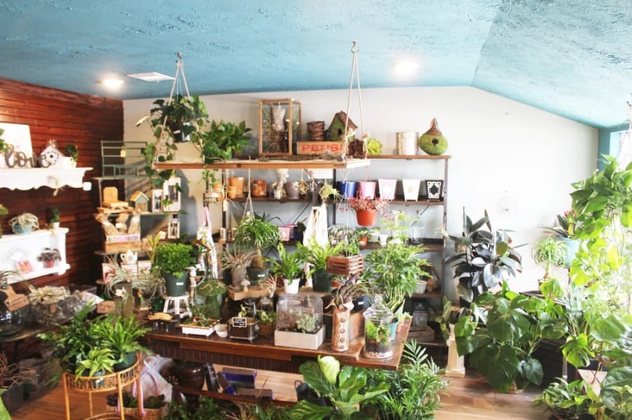 Terrarium in Old Town Tomball offers a large variety of indoor and patio plants, including imported and collector plants. (Dylan Sherman/Community Impact Newspaper)