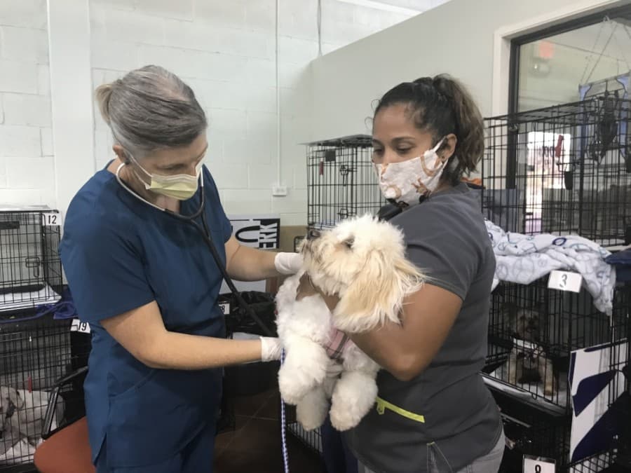 Lake Travis nonprofit works to reduce animal shelter intake and euthanasia numbers