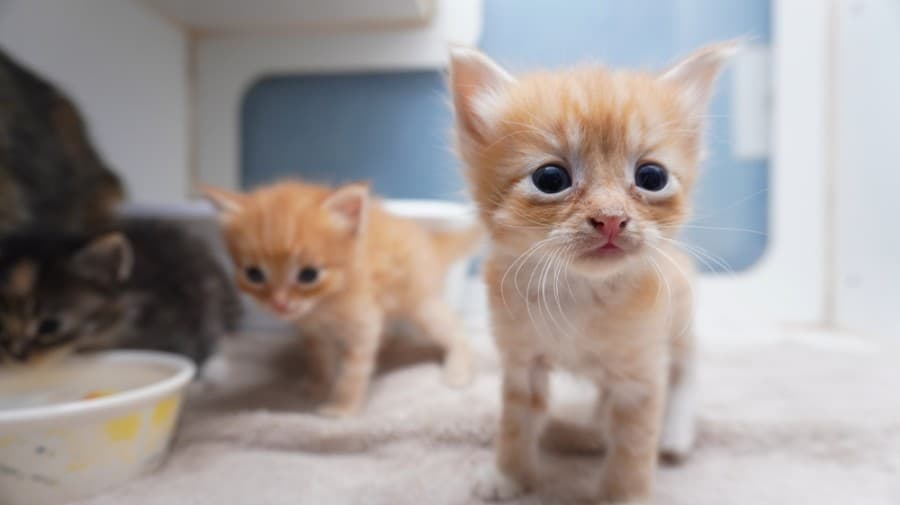 Leander animal shelters see record pet adoptions, adjust practices for COVID-19