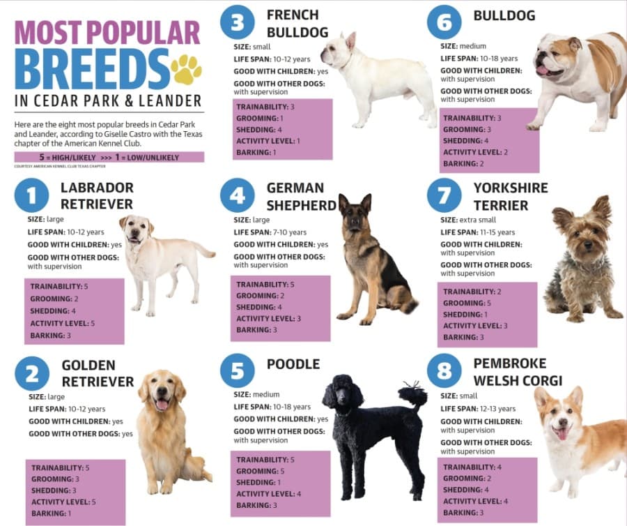 Find out if you have one of the most popular dog breeds in the Cedar Park and Leander area