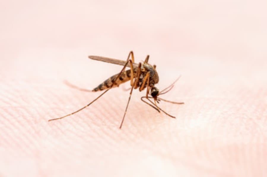 Mosquito traps continue to test positive for West Nile virus in Williamson County