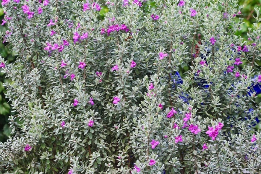 San Marcos to host Bioblitz to connect residents with nature