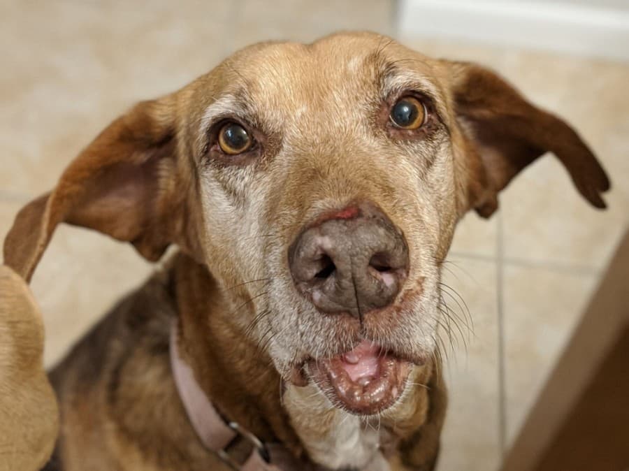 ‘We have been on a transformational journey’: Montgomery County Animal Services awarded for highest increase in lifesaving progress nationwide